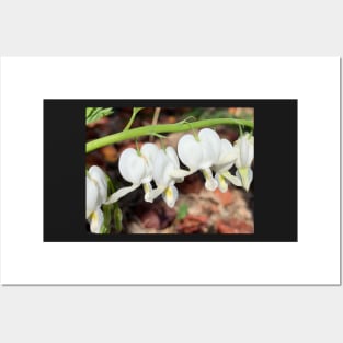 White Bleeding Hearts Posters and Art